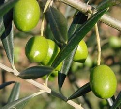 acide oléique olive