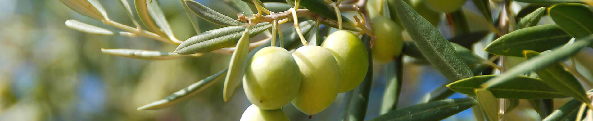 Oleic acid