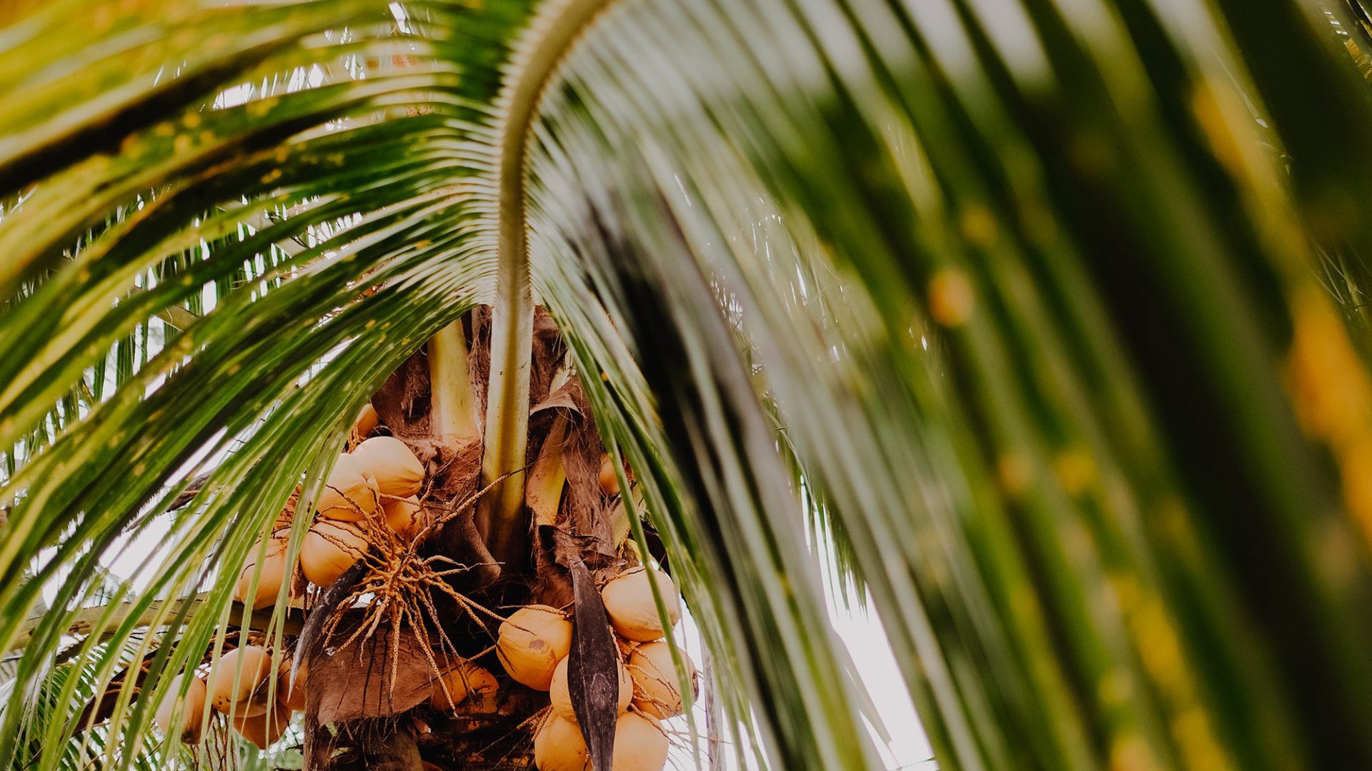 Oléochimie - Acides gras - Acide palmitique