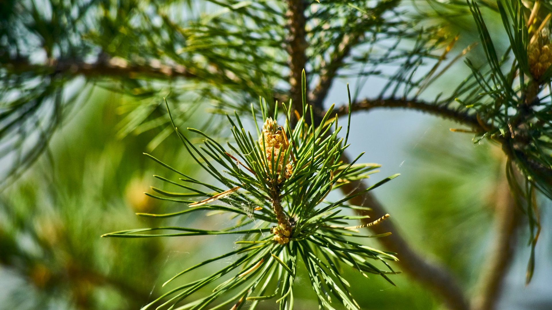 Oléochimie - Acides gras - Acide gras de tall
