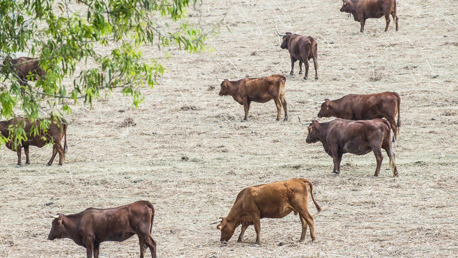 Oléochimie - Acides gras - Acide gras de suif