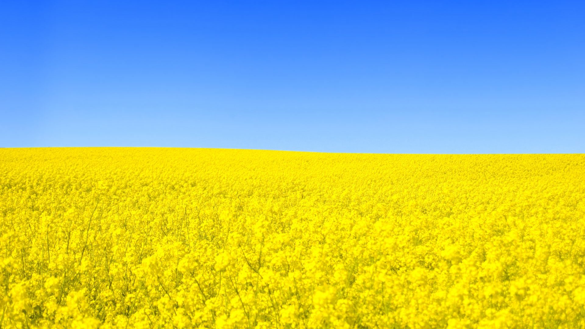 Gamme de produits oléochimie et chimie végétale - Henry Franc