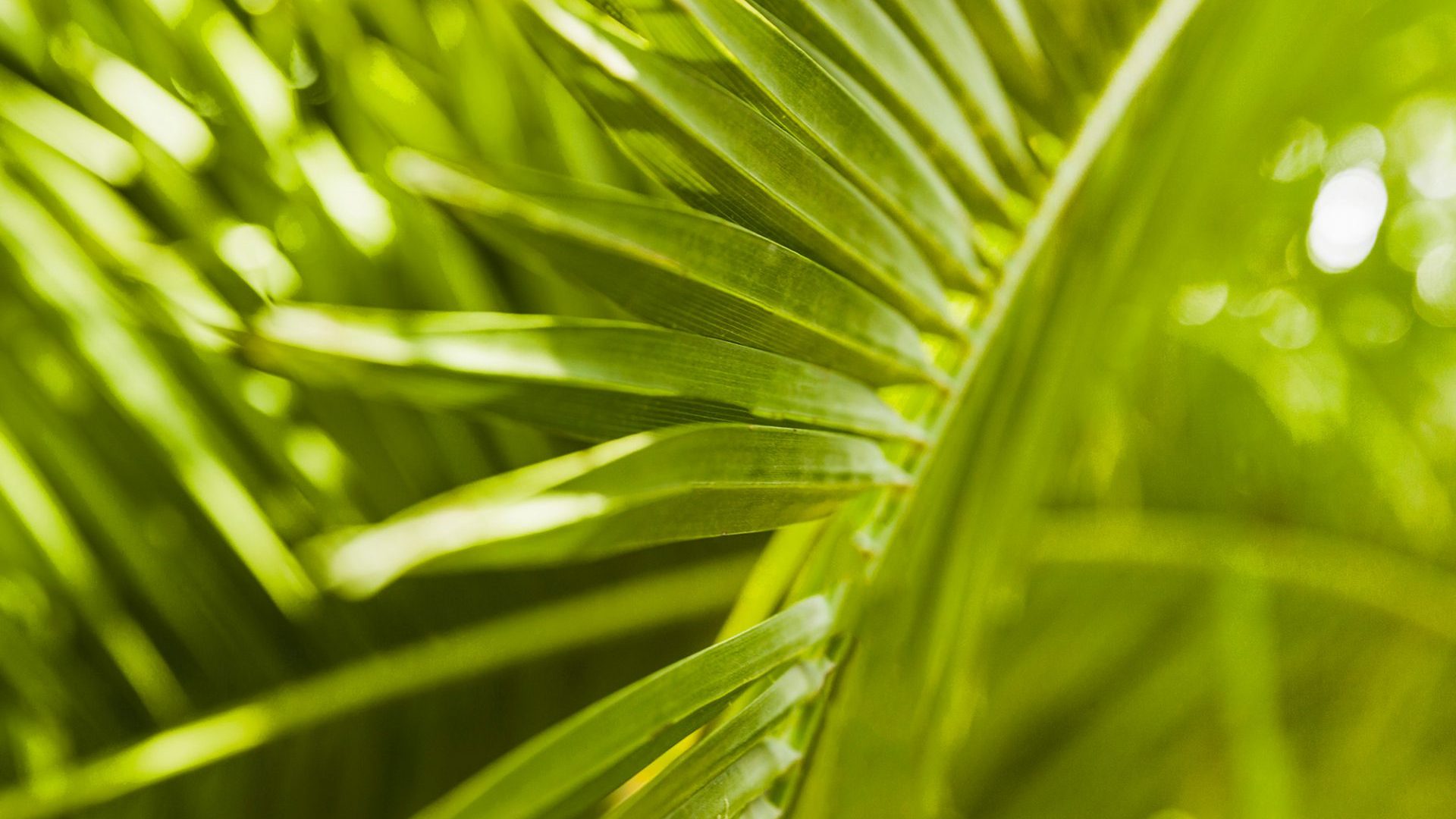 Oléochimie - Acides gras