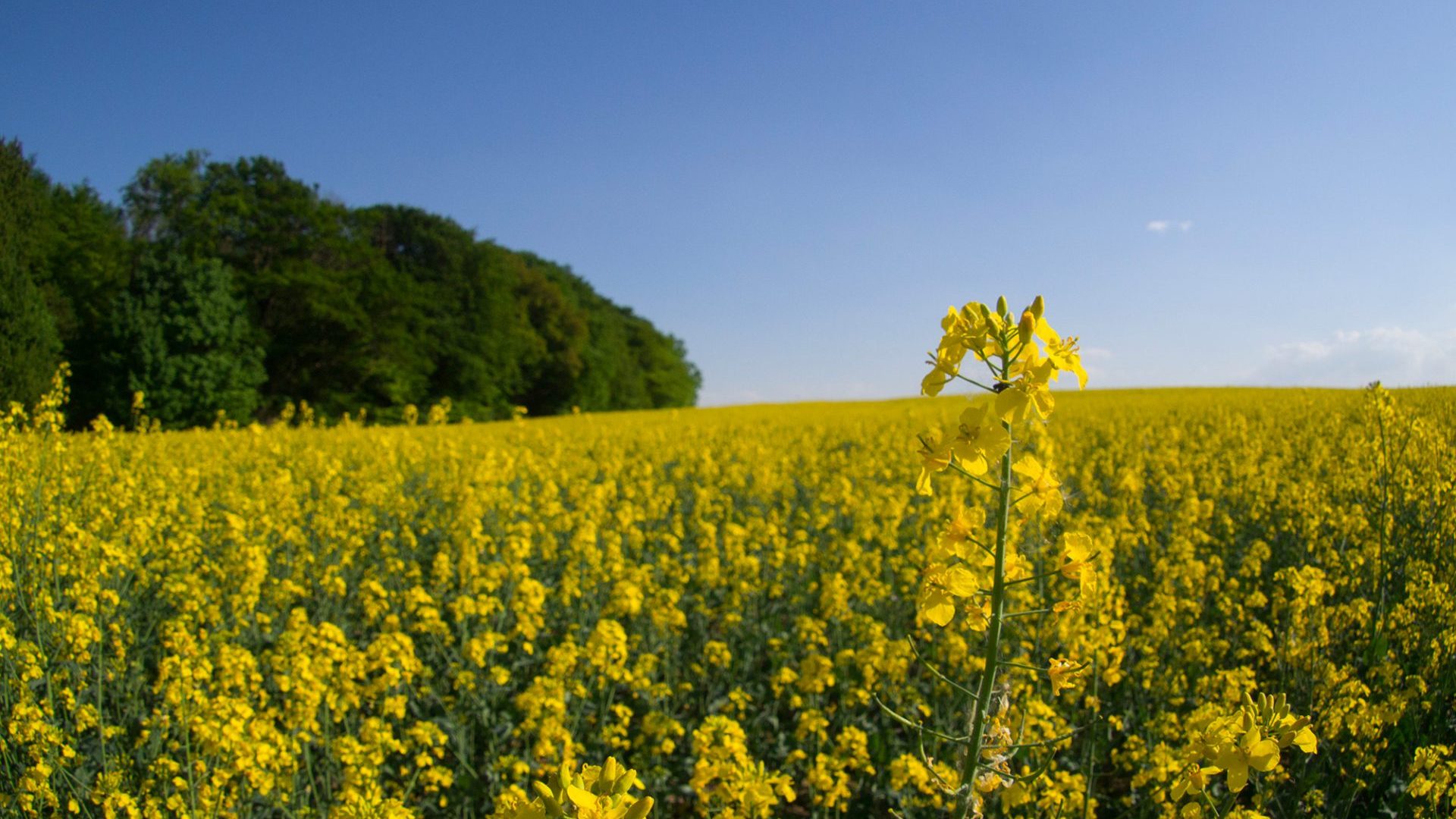 Oléochimie - Huiles végétales