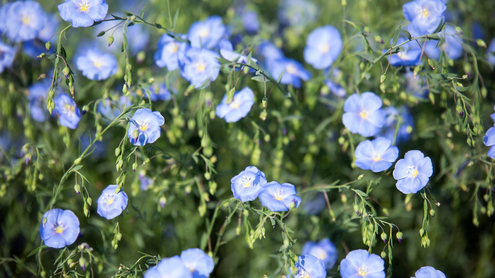 Oléochimie - Huile de lin