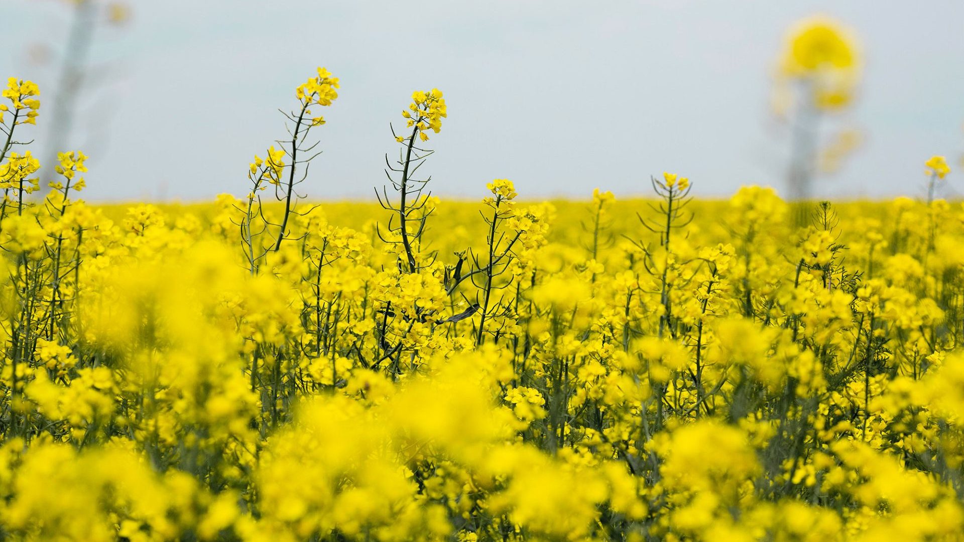 Achat-vente acide gras de colza