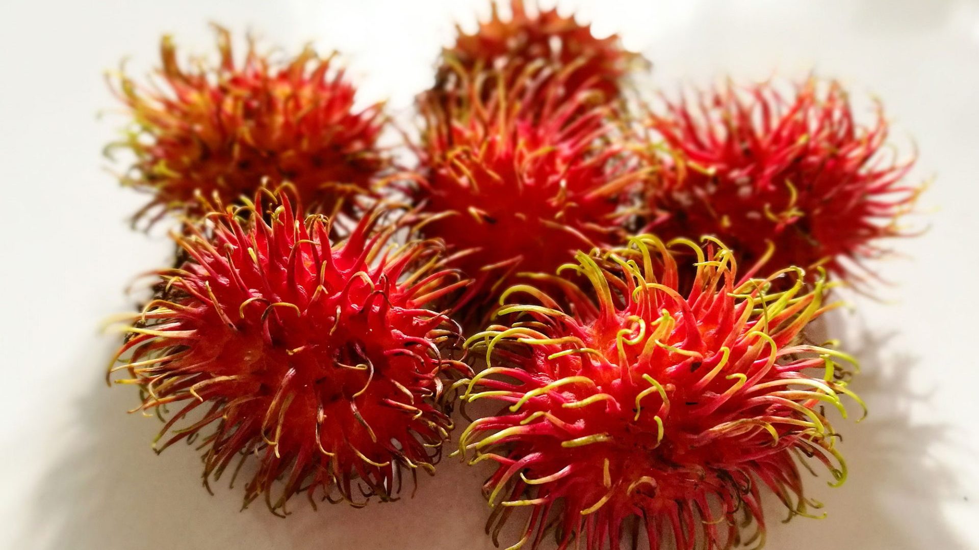 Achat - Vente - Acide ricinoléique